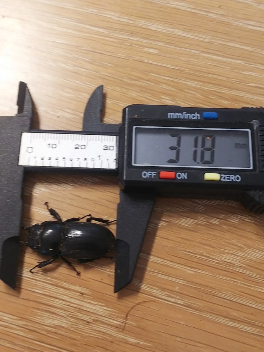 管理番号IW4 静岡 磐田産 本土 ヒラタ クワガタ ♂ 57mm ♀ 31mm