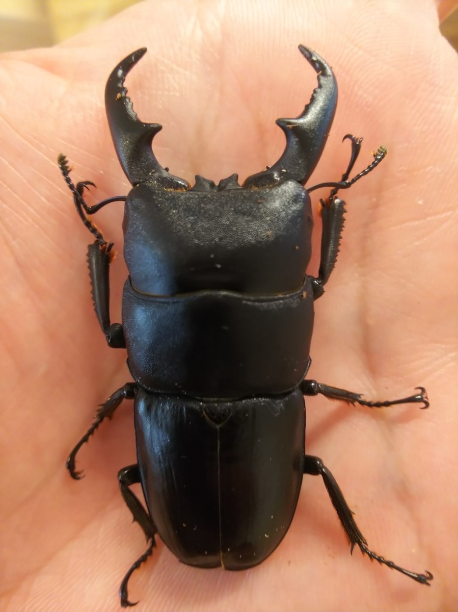 管理番号IW4 静岡 磐田産 本土 ヒラタ クワガタ ♂ 57mm ♀ 31mm