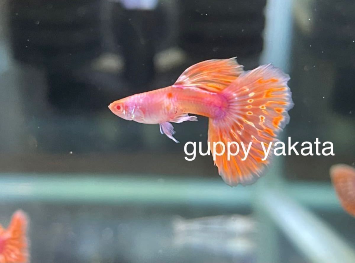  guppy yakata RREAピンクモザイク 桜ピンク＆ショッキングピンク(グッピー)｜売買されたオークション情報、yahooの商品情報をアーカイブ公開 - オークファン グッピー