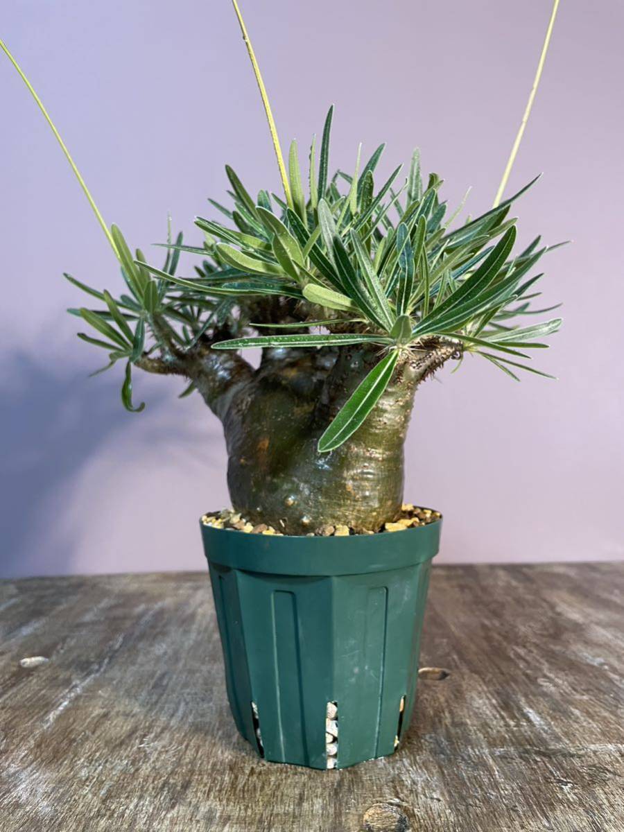 1円スタート 発根済み 種鞘付き 】 パキポディウム グラキリス 迷彩肌  