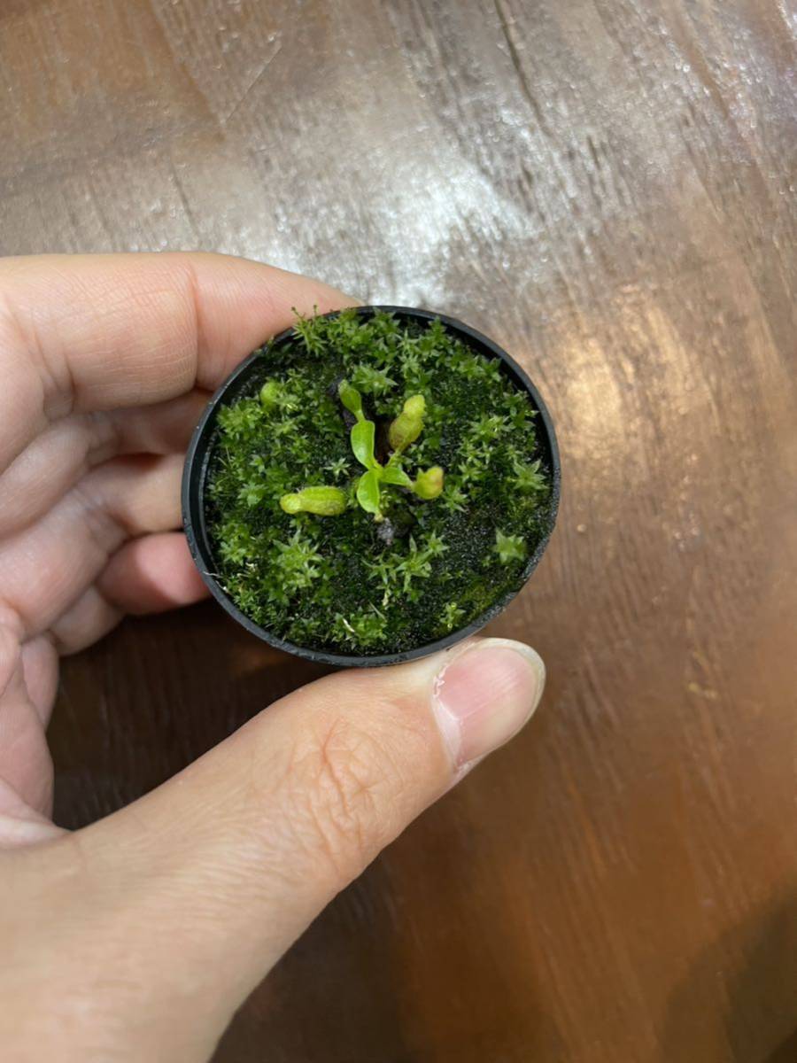 1円スタート　Nepenthes villosa BCP由来　ネペンテス　食虫植物