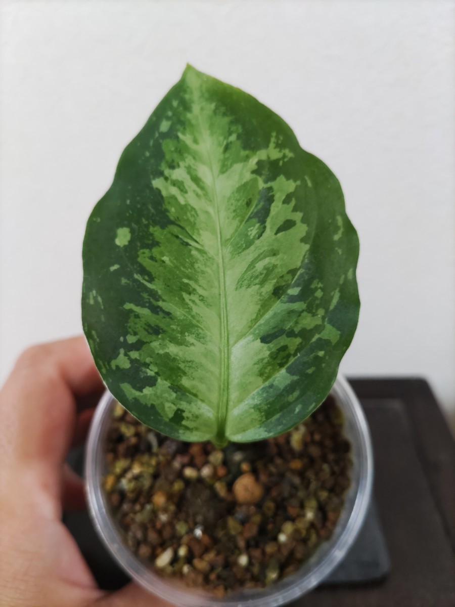 ホワイトデビル】アグラオネマピクタム Aglaonema pictum