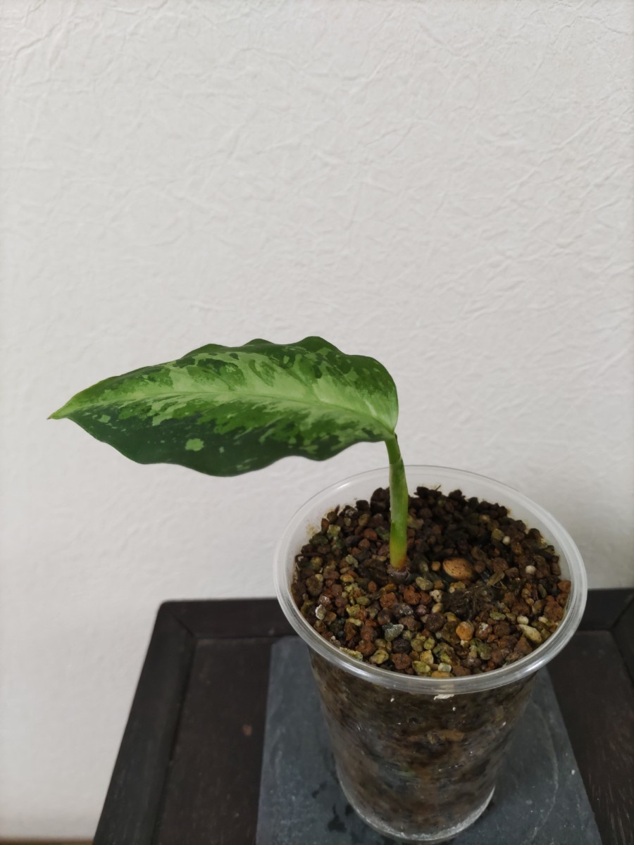 ホワイトデビル】アグラオネマピクタム Aglaonema pictum