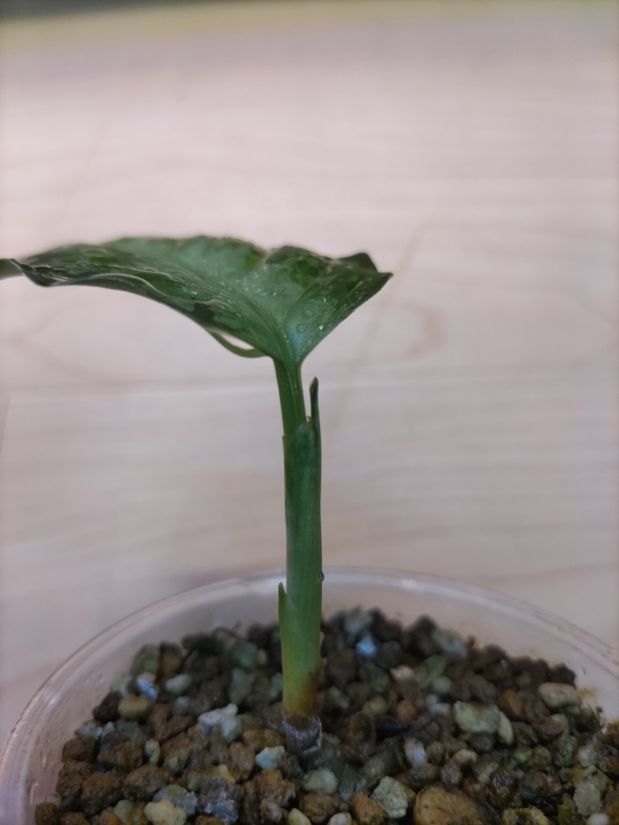 ホワイトデビル】アグラオネマピクタム Aglaonema pictum