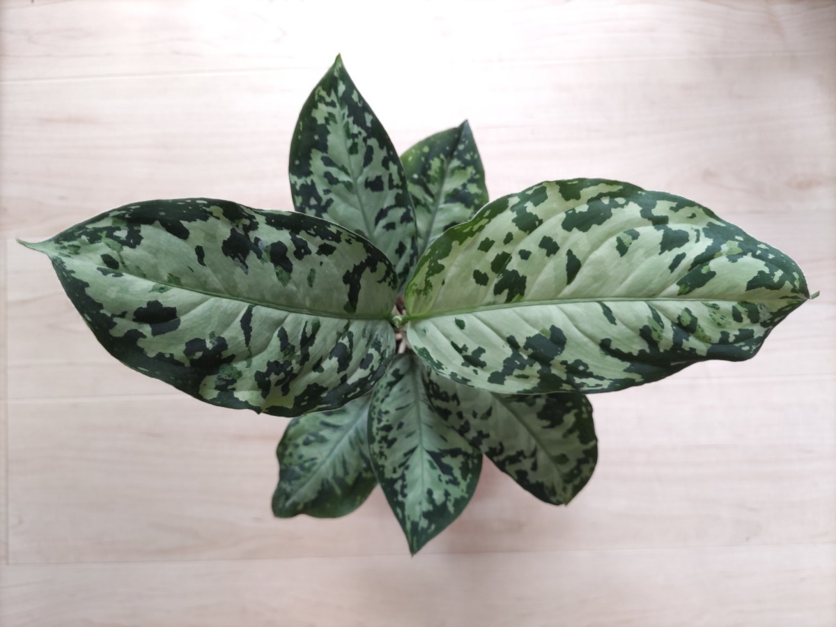 ホワイトデビル】アグラオネマピクタム Aglaonema pictum