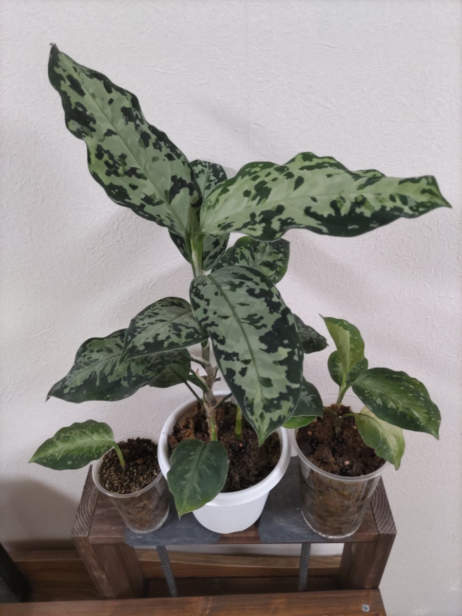 ホワイトデビル】アグラオネマピクタム Aglaonema pictum