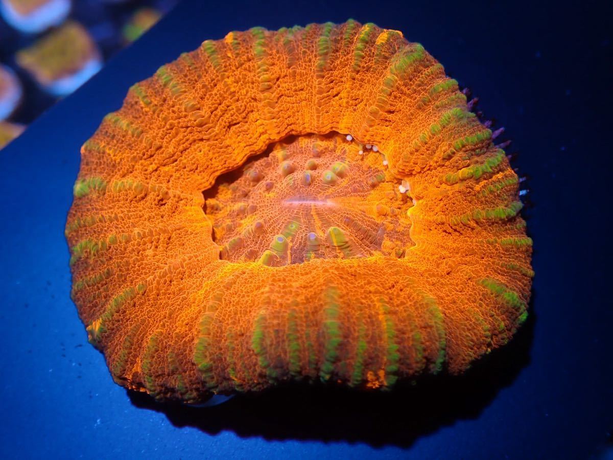 【Care Frag】若干の欠損あり＊スコリミア＊強発色Red＊サンゴ＊LPS＊マメスナ＊フラグ＊写真無加工