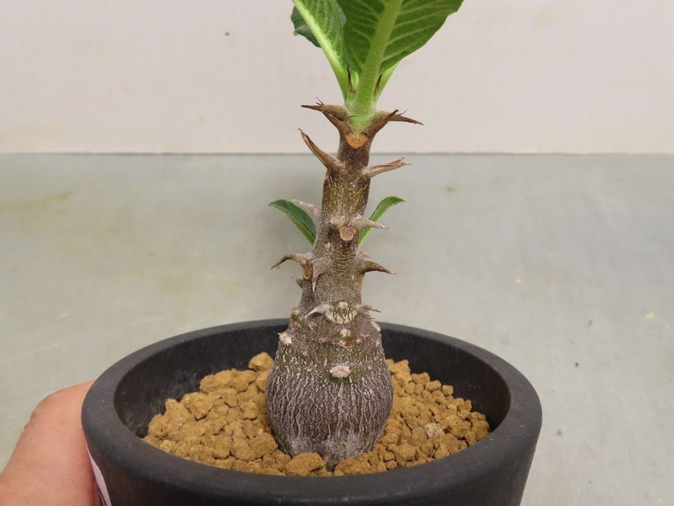 実生 Pachypodium パキポディウム・ウィンゾリー 大株D88 大株D92 大株