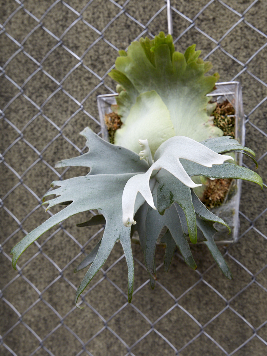 SHIZEN_ ☆きよし P. willinckii ' Scofield 'Tatsuta ビカクシダ