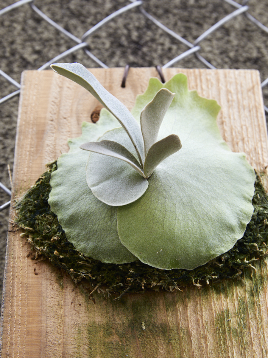 SHIZEN_ Platycerium ビカクシダ コウモリラン P. Willinckii '月光