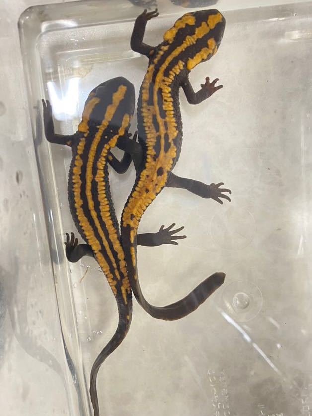 ラオスコブイモリ　ペア　約18cm