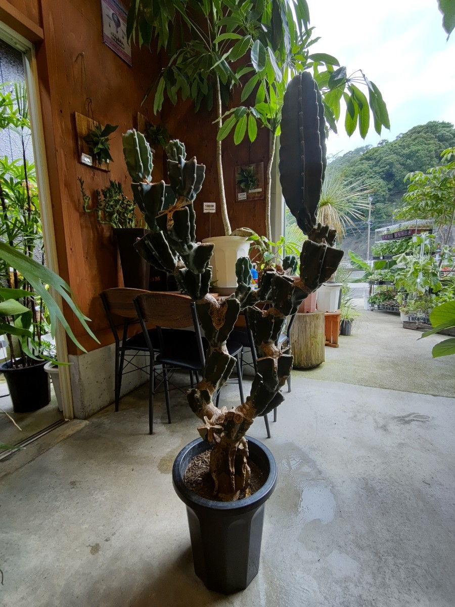 壱円スタート！特大柱サボテン ☆ブランチ☆