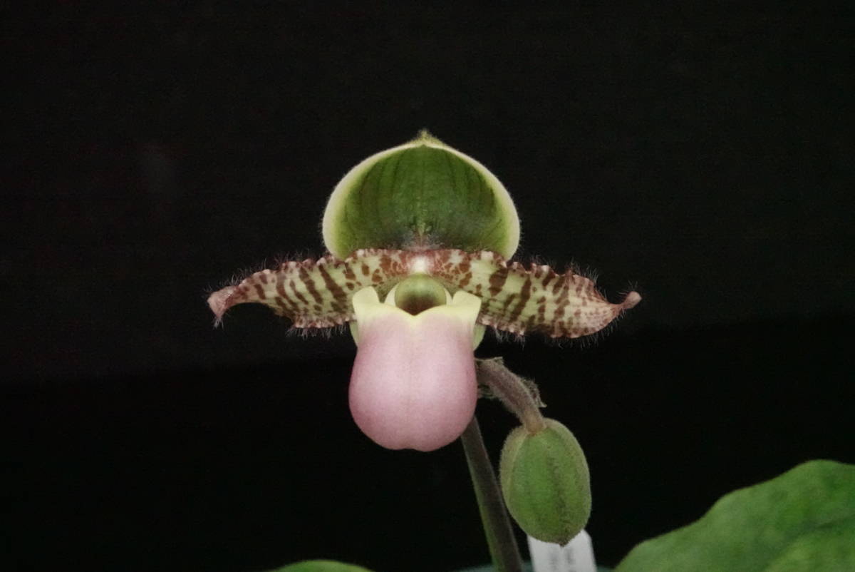 初花一点物 Paph liemianum('Olive'BM/JOGA×'Mary'SBM/JOGA) 原種 パフィオ 洋蘭