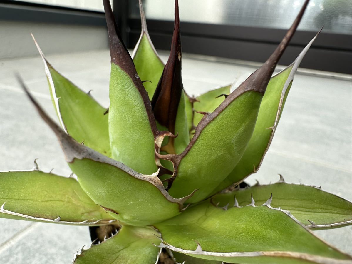 9.アガベ ホリダ Agave horrida ssp. horrida 実生 良型(アガベ 9.アガベ ホリダ Agave horrida ssp. horrida 実生 良型(アガベ