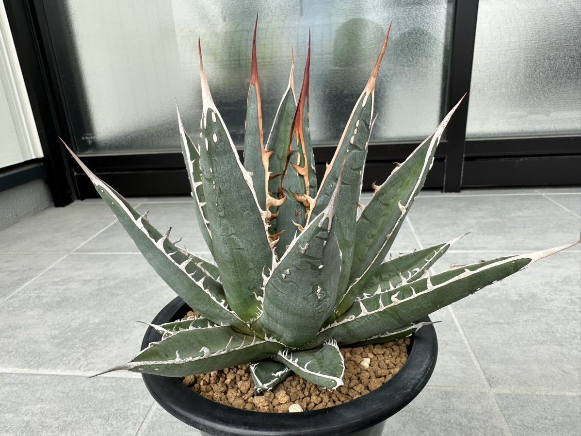 アガベパープソラム（Purpusorum）‼黄中斑️ 超希少株 2