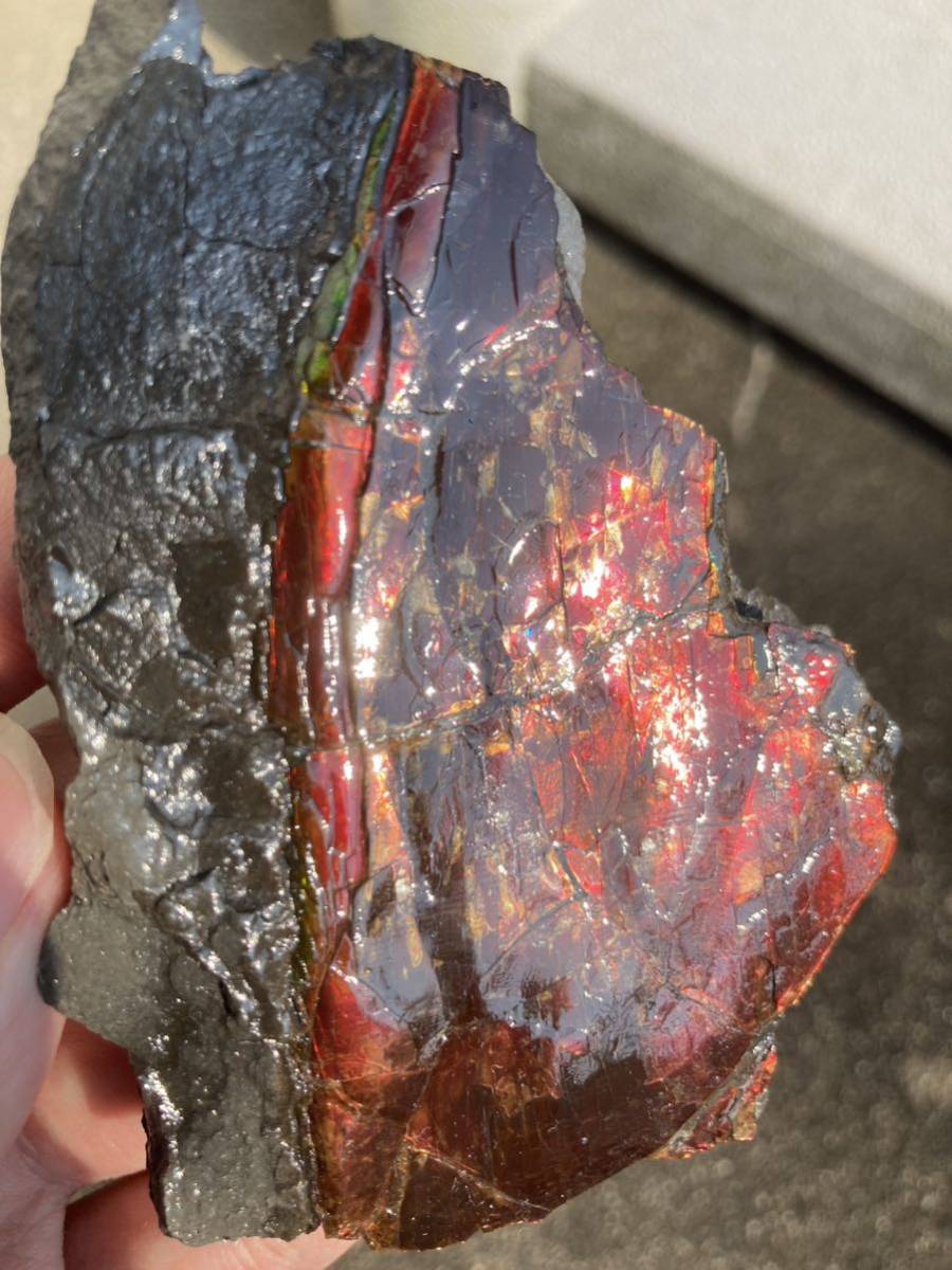 希少部位！　アンモライト　化石　アルバータ州産