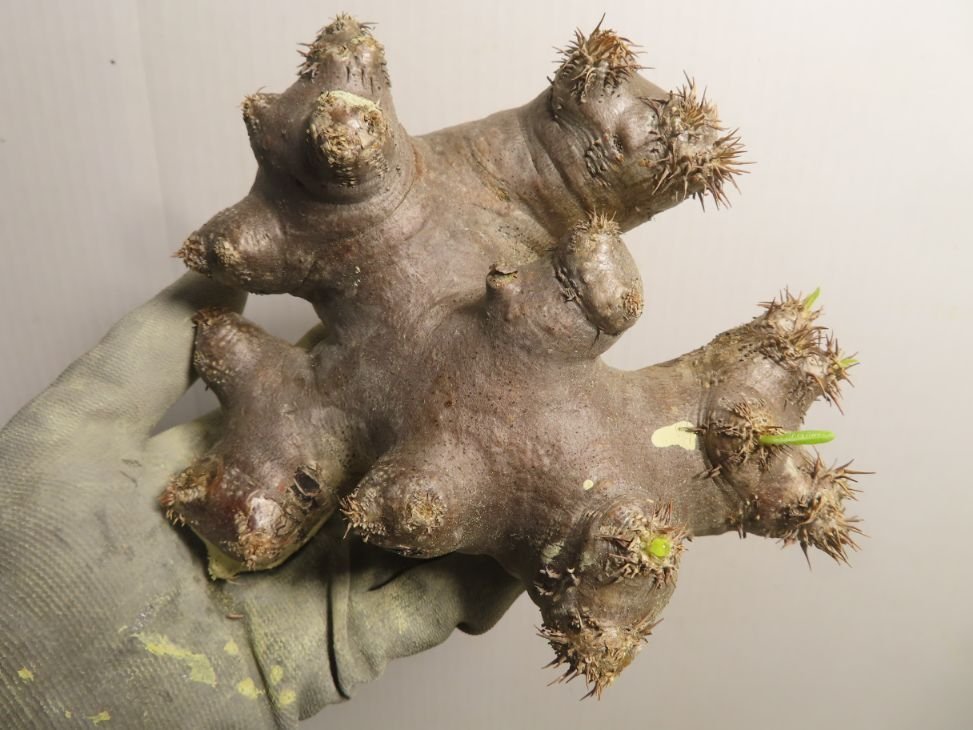 なち ブレビカリックス パキポディウム | 塊根植物 Pachypodium densiflorum
