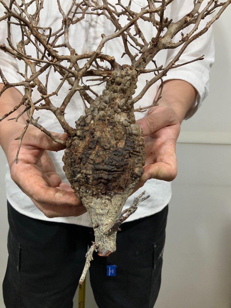 サ7351 「塊根植物」オペルクリカリア パキプス 抜き苗【7/14最新到着・Operculicarya pachypus・マダガスカル・根切画像要確認】