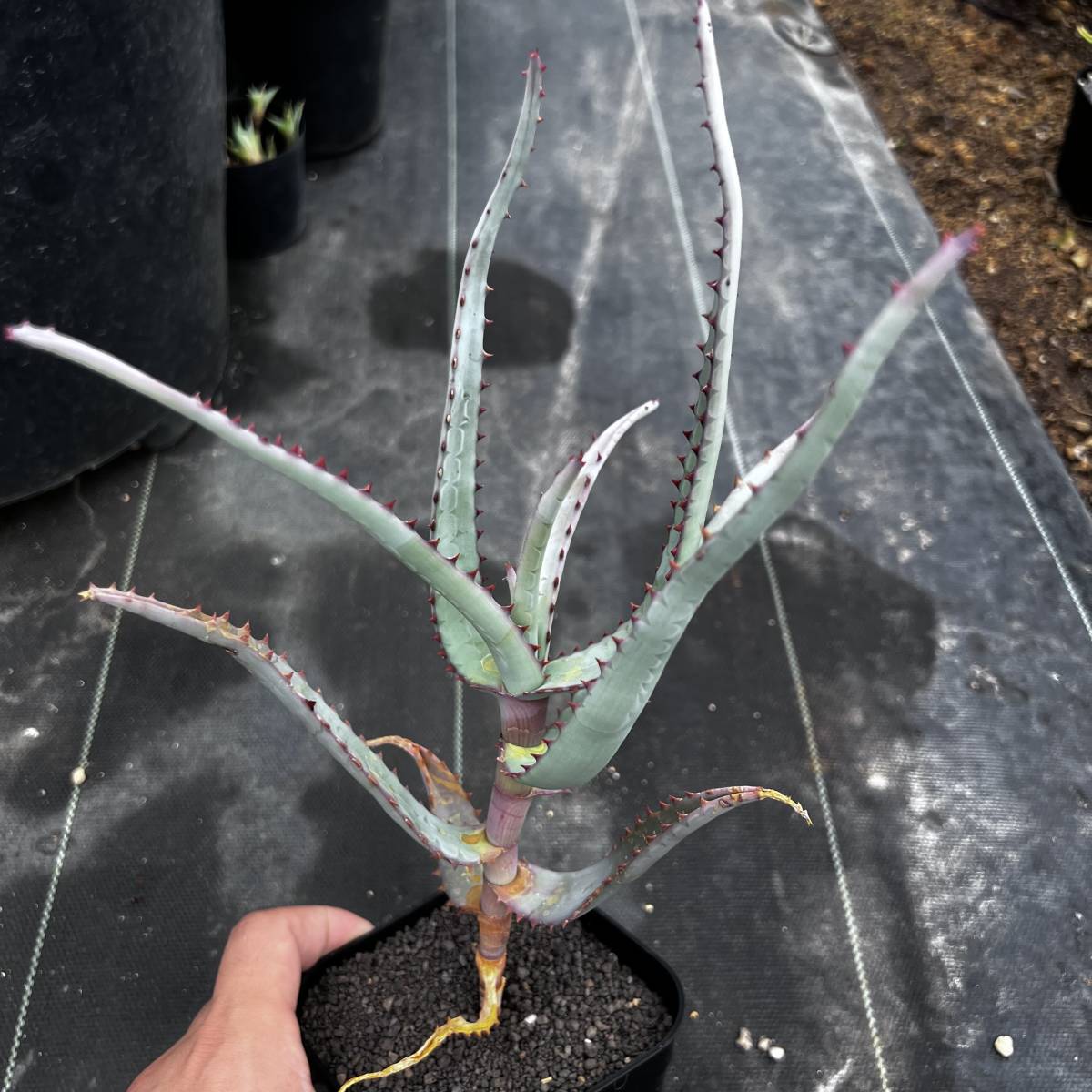 Aloe divaricata 実生選抜 アロエ ディバリカータ 実生選抜