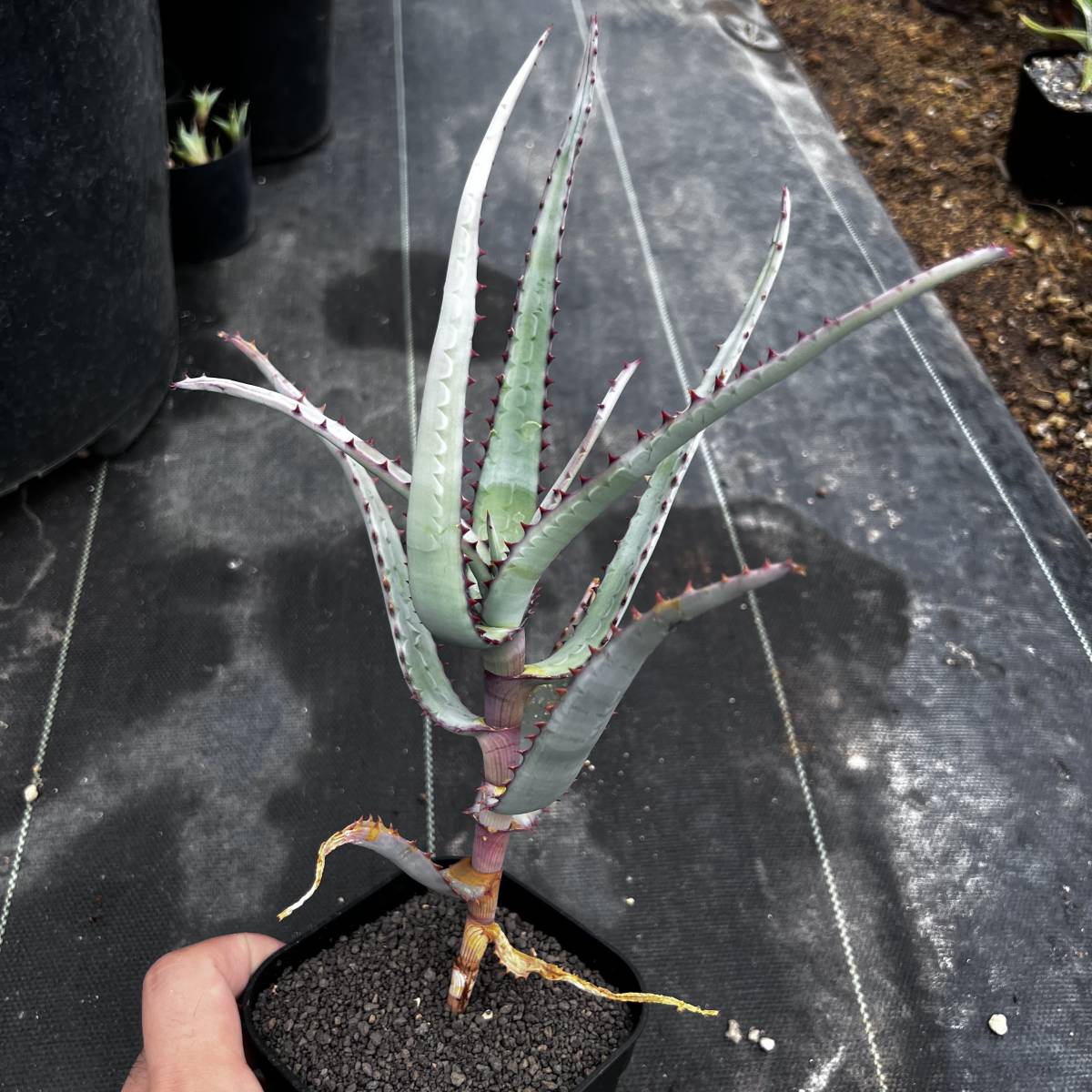 Aloe divaricata 実生選抜 アロエ ディバリカータ 実生選抜