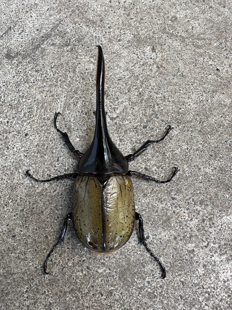 ヘラクレスオオカブト　成虫♂♀ペア