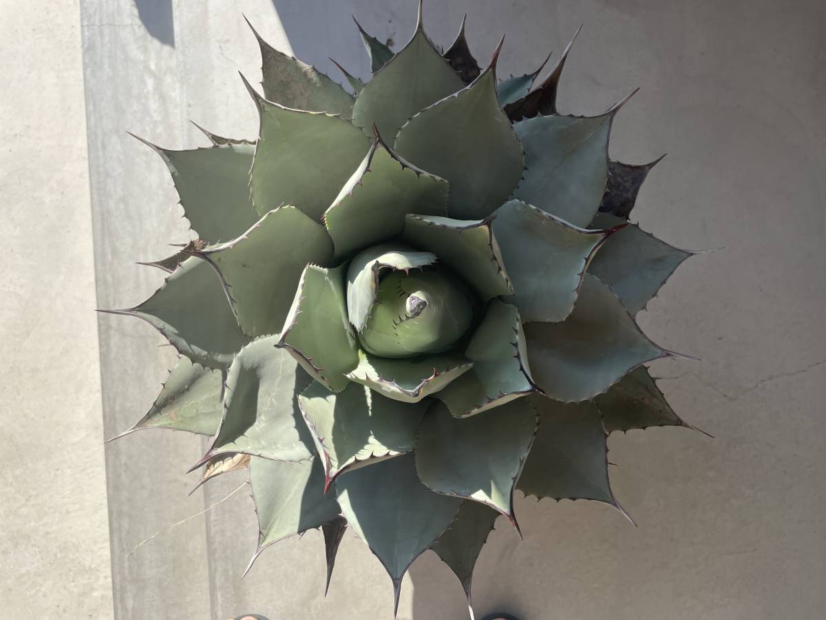 アガベ チタノタ 黒火焔 特選 台湾由来 Berlin産