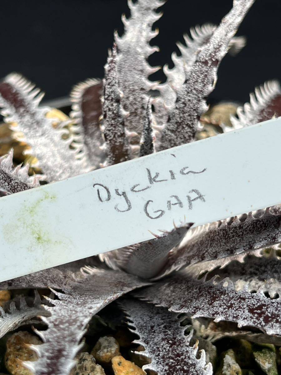 ディッキア Dyckia GAA Bill Baker's hybrid from Bryan Chan