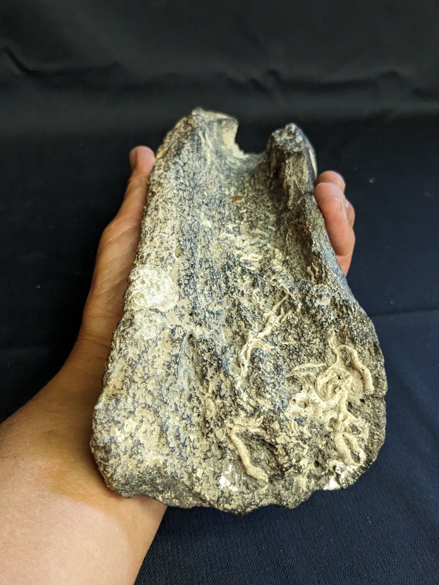 瀬戸内海 海揚り ナウマン象 骨 牙 化石 長さ約36cm 1632g 瀬戸内海 海揚り ナウマン象 骨 牙 化石 長さ約36cm 1632g