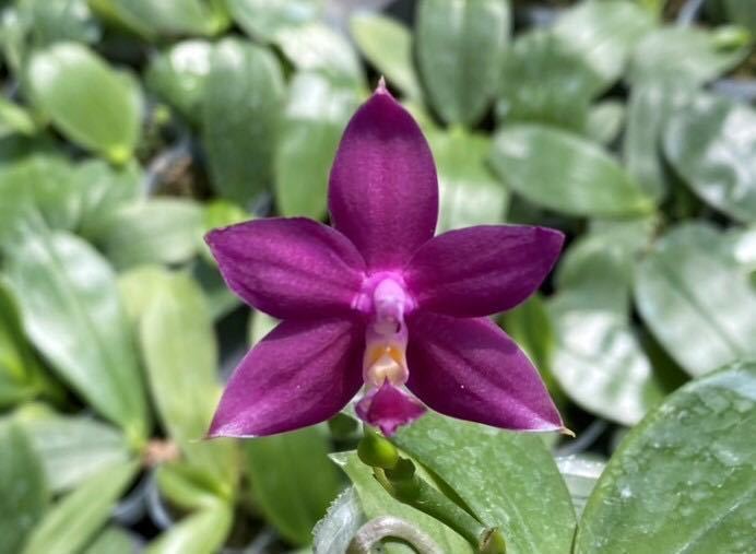 (^。 ^)(859)洋蘭， P. KS Samera x sib，蕾あり