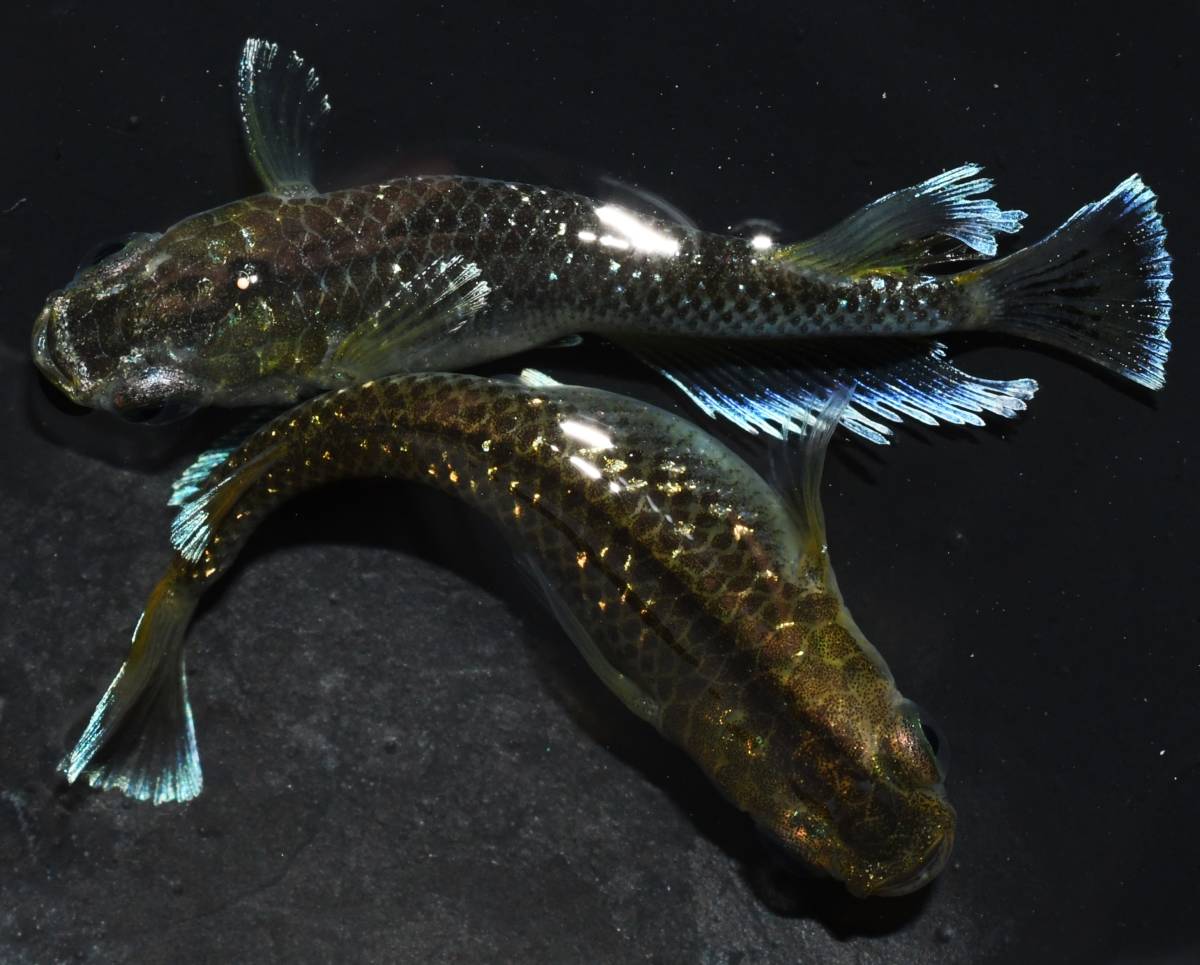 【メダカファーム本陣】H-53【ミッドナイトフリル】｛体外光タイプ｝ｘコブラ（F1）幼魚～若魚1ペア　現物出品！！