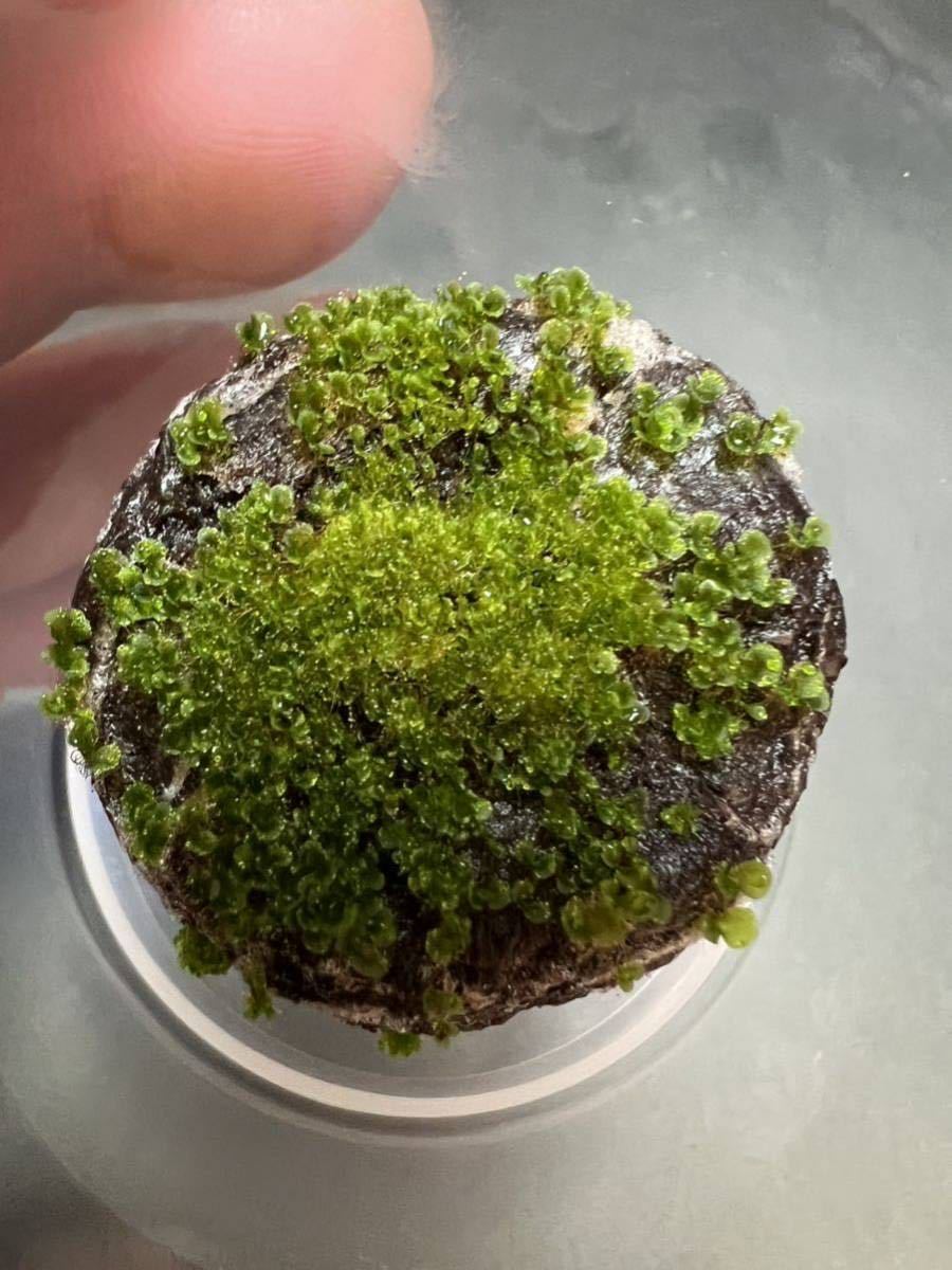 P.willinckii OMG胞子培養株前葉体 ビカクシダ OMG dwarf (3