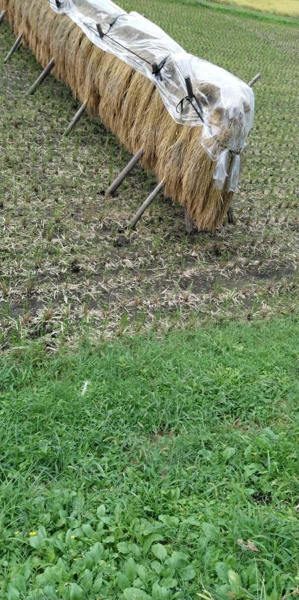 栃木県特一等米ゆうだい21、25キロ無農薬になります。珍しい無農薬のお米を召し上がって見ませんか。もっちり、甘味、ふっくらのゆうだい21