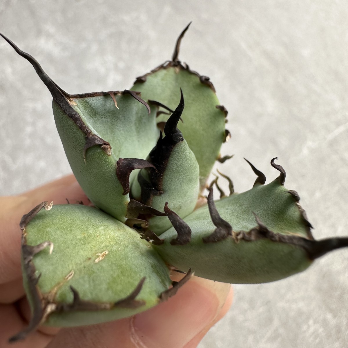 A30 多肉植物アガベ　チタノタ 黑鯨 極上子株 