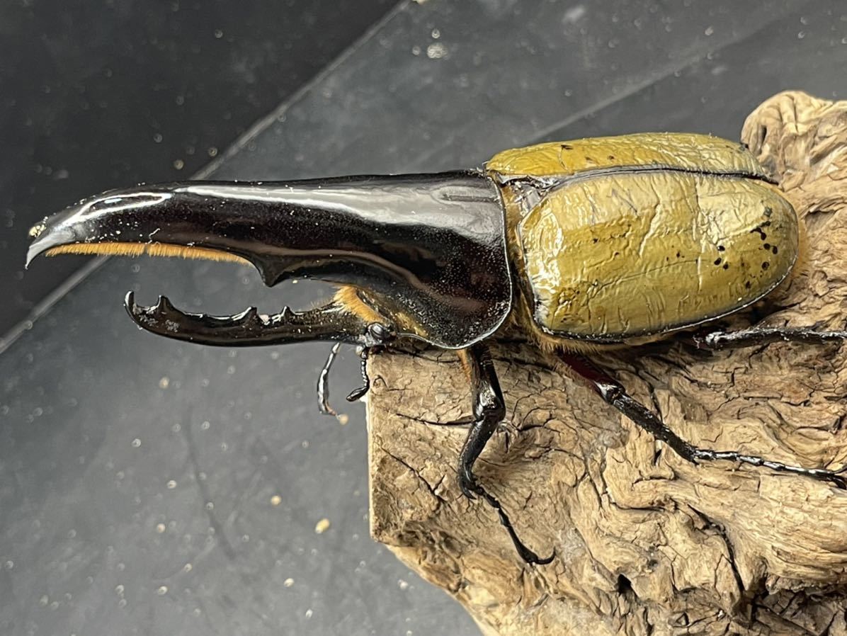 【即ブリ可】極太極短血統 ＤＨヘラクレス BULL メテオ　ペア　125×67