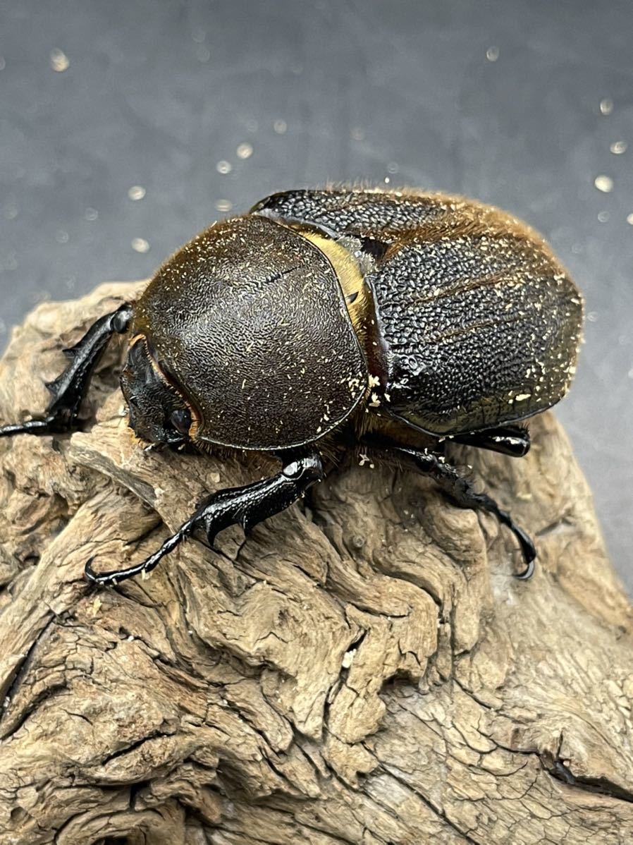 【即ブリ可】極太極短血統 ＤＨヘラクレス BULL メテオ　ペア　125×67