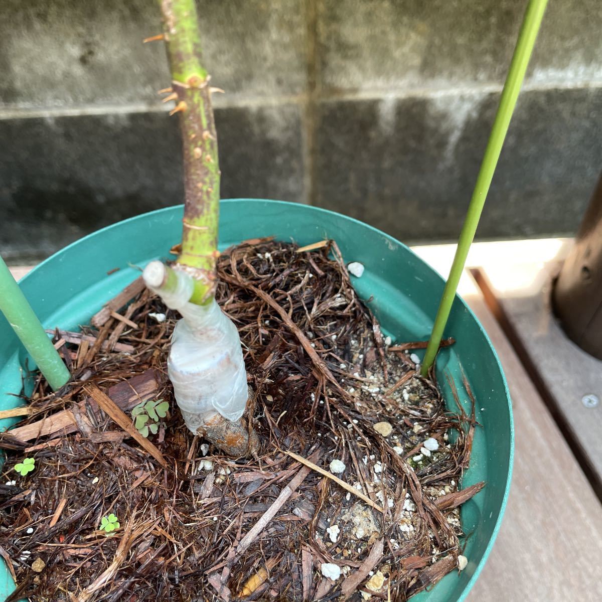 バラ苗 カメオ 2苗セット 正規品 接木苗 苗木 薔薇 ‼️大特価