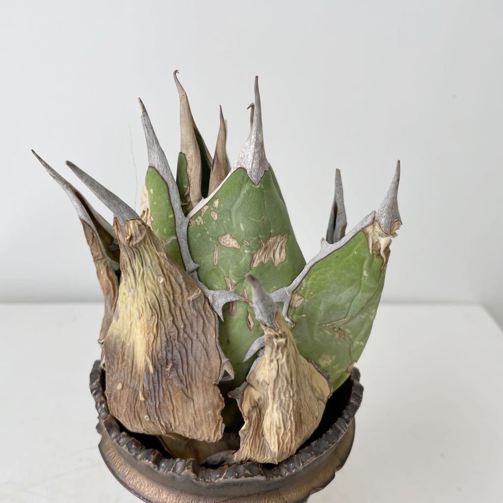 AG15【希少】アガベ オテロイ オアハカ Agave titanota Oaxaca 2026年