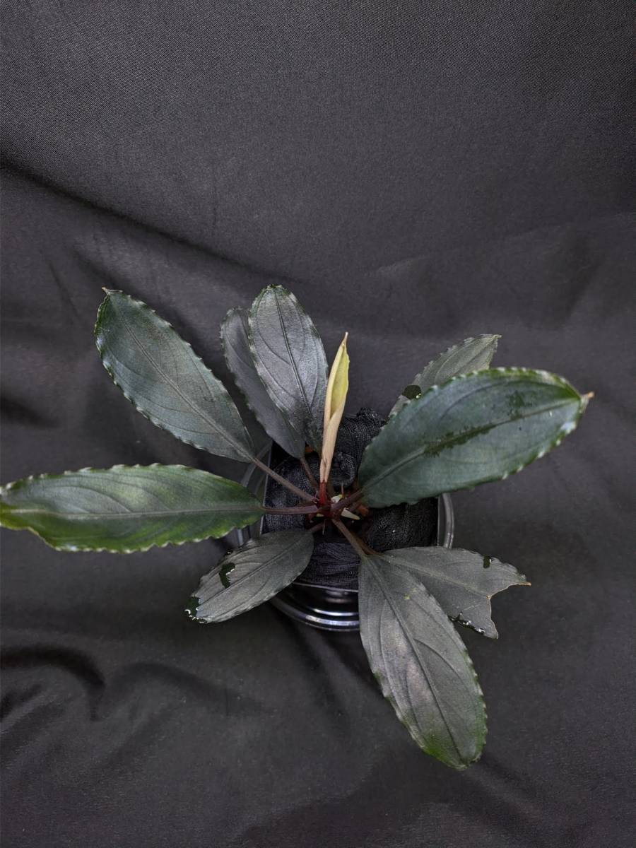 ◆Bucephalandra sp.Skelton King ブセファランドラ スケルトンキング◆