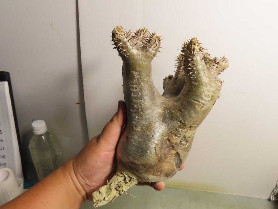 セ0008 「塊根植物」パキポディウム　イノピナツム 抜き苗【7/14最新到着・Pachypodium inopinatum・根切り画像要確認】