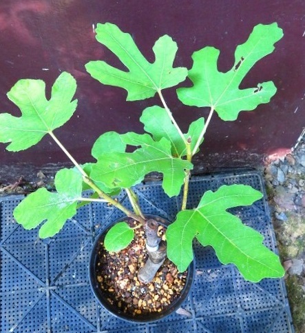 イチジク　クレイヴンズ・クレイビング（Craven's Craving）接ぎ木苗 1苗のみ