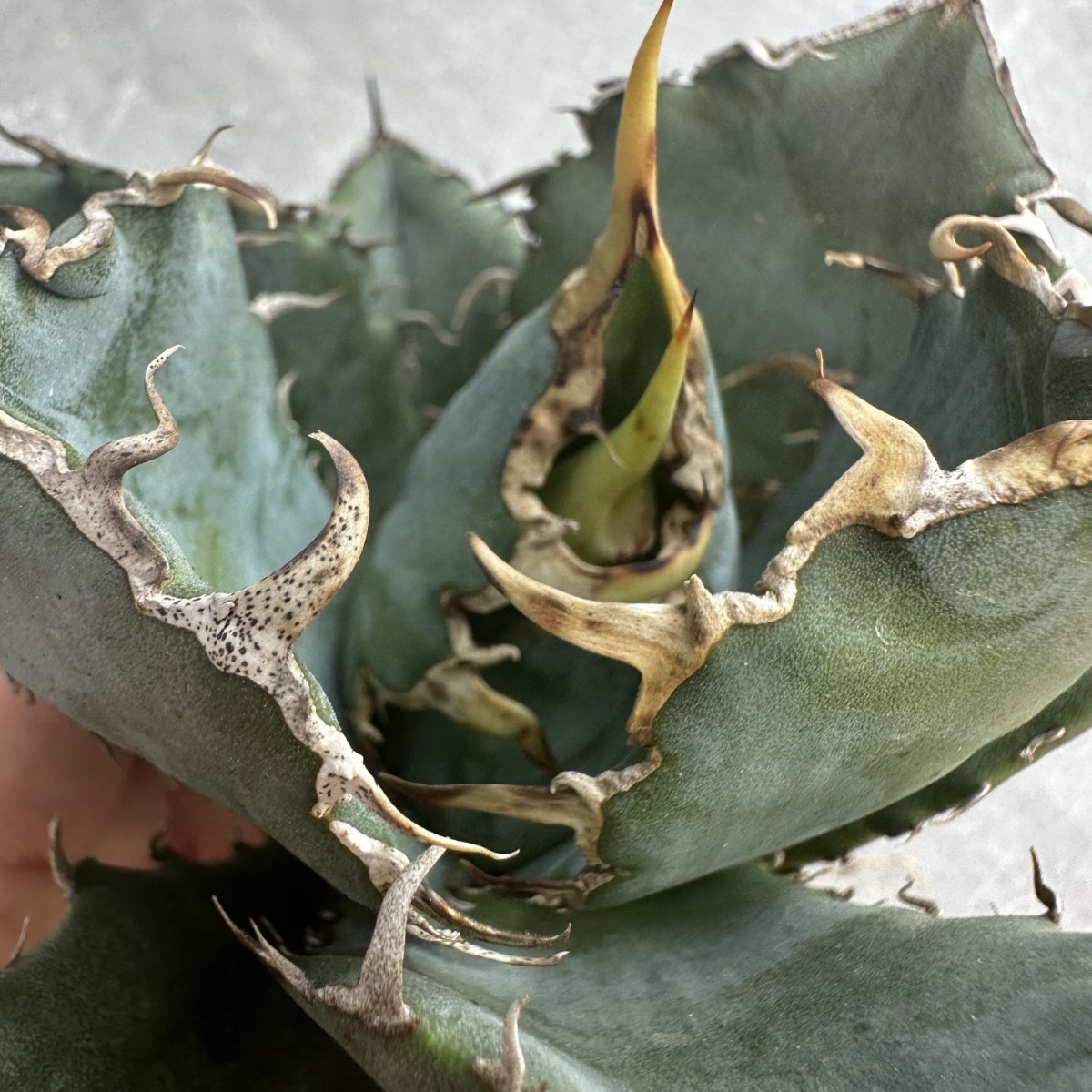 C12 特選 アガベ 多肉植物 チタノタ牡丹葉 白鯨 強棘 極上株