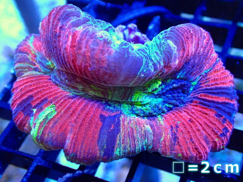 【サンゴ】オオバナサンゴ（Multi color）SMサイズ（個体販売）No.39（生体）