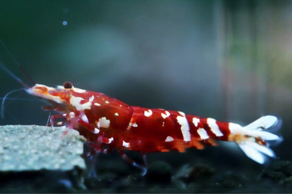 《Howl＆Louis》【太極】Tiger Bee 超極上 ⑨