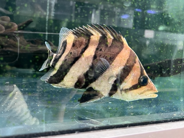 ダトニオプラスワン（片側Yバンド） 約20cm