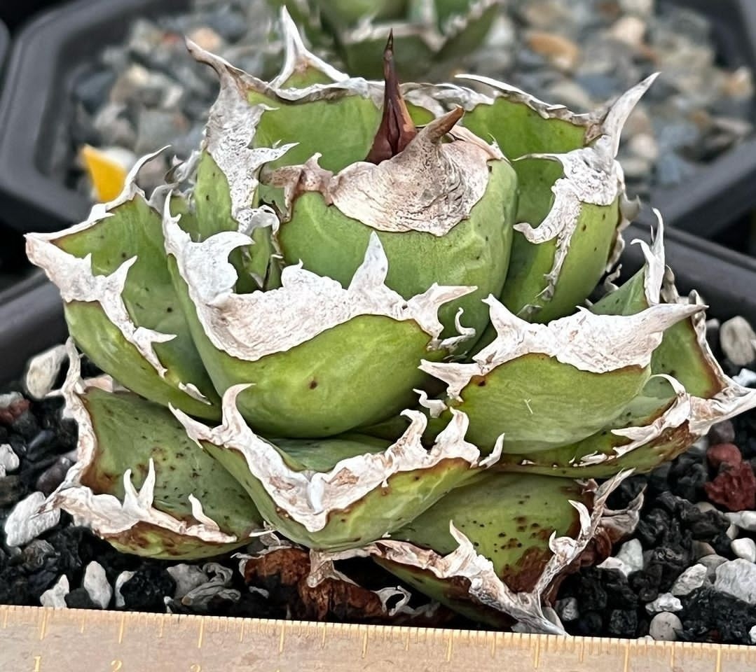 アガベ チタノタ 清櫻 ［親株＋子株x5］(清桜 SEO CJ9 ) 【公式通販】