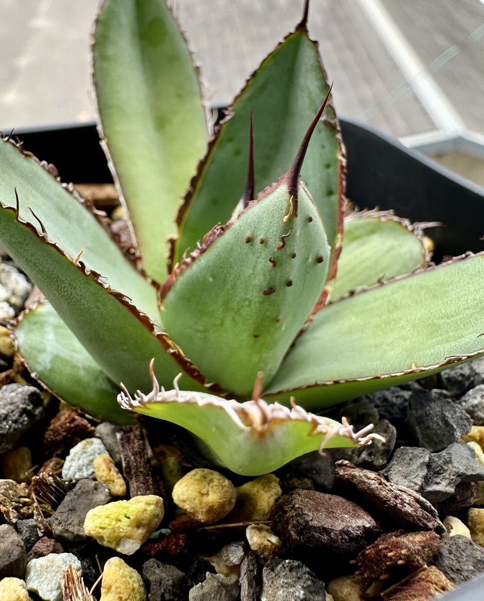 アガベ ハイブリッド 【笹の雪×グアダラハラナ】チタノタ オテロイ子株 (アガベ)｜売買されたオークション情報、Yahoo!オークション(旧ヤフオク!)  の商品情報をアーカイブ公開 - オークファン（aucfan.com） アガベ　ハイブリッド　オバティフォリア×笹の雪 育成株　抜き苗発送