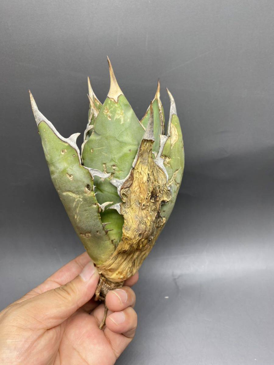 アガベ　チタノタ　オテロイ　オアハカ S801-24 Agave titanota Oteroi Oaxaca アガベ チタノタ オテロイ