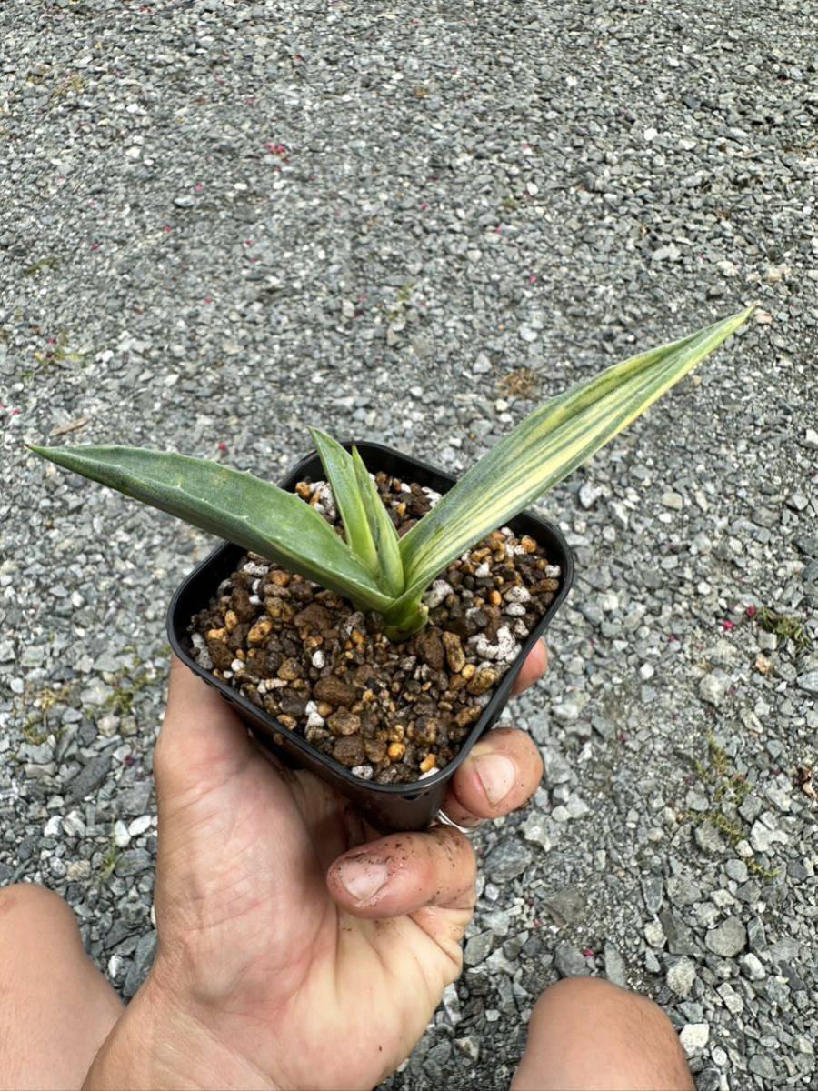 Ns- 極美 アガベ アメリカーナ スリーカラー 斑入りアメリカーナ地植え