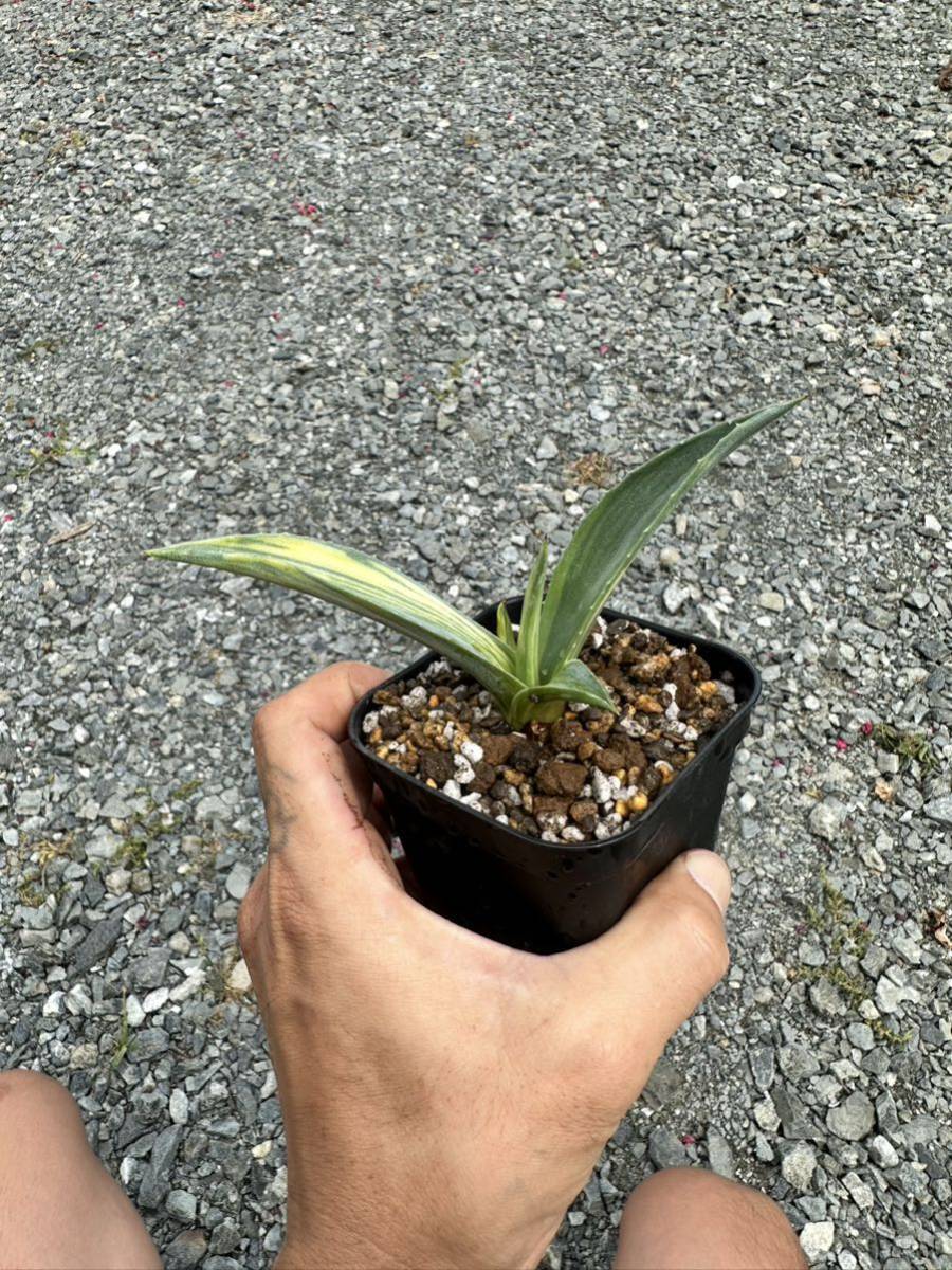 アメリカーナ3色斑入り　レア Ns- 極美 アガベ アメリカーナ スリーカラー