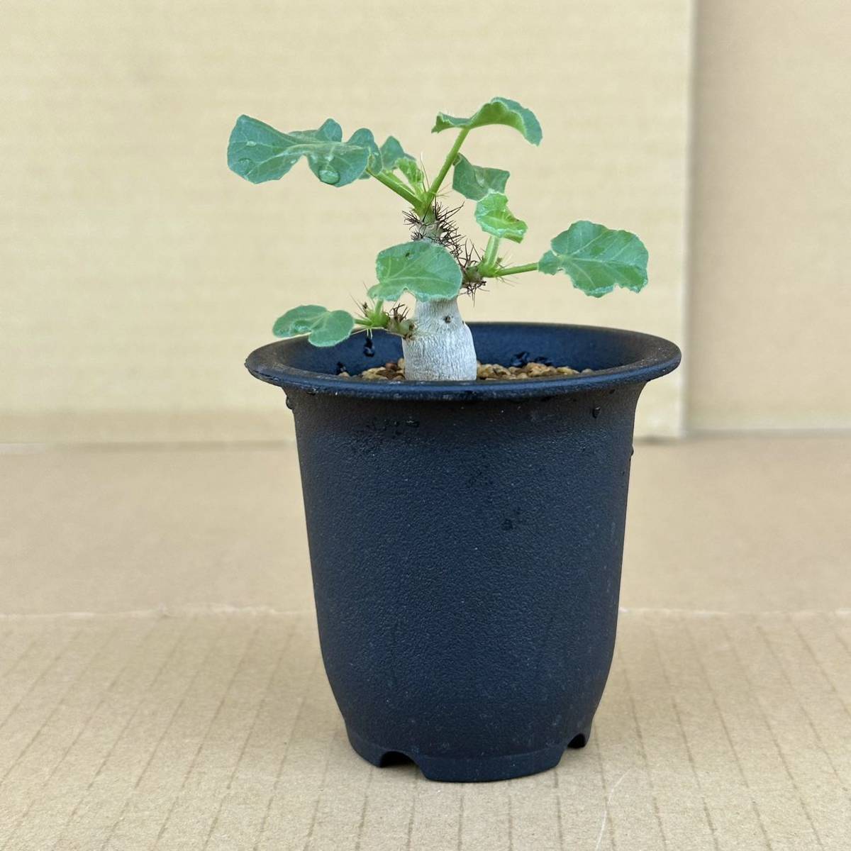 Jatropha marginata | ｜コーデックス：ヤトロファ コタブロ日記 